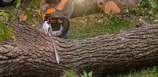 Best Lawn Dethatching Services  in Duboistown, PA