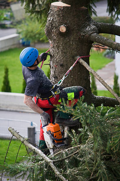 Best Palm Tree Trimming  in Duboistown, PA