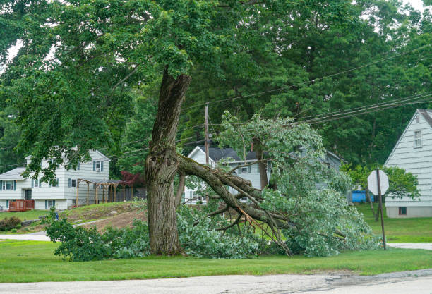 Best Tree Disease Treatment  in Duboistown, PA