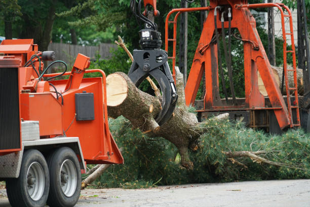 How Our Tree Care Process Works  in  Duboistown, PA