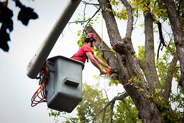 Best Tree Maintenance Programs  in Duboistown, PA