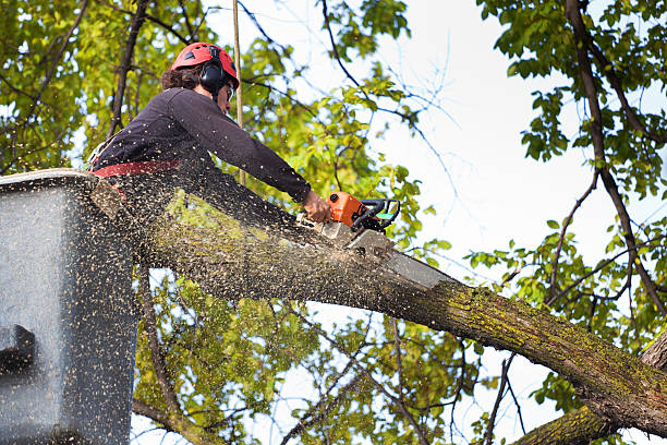 Best Storm Damage Tree Cleanup  in Duboistown, PA