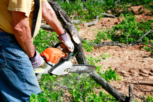 Best Emergency Tree Removal Services  in Duboistown, PA